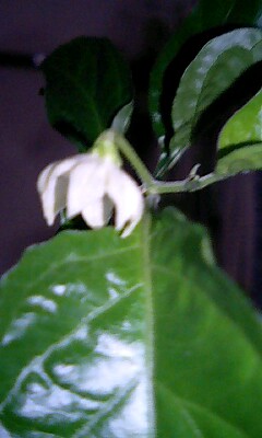 061003_1816~0001.jpg