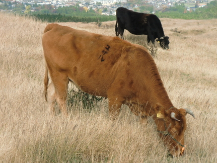 CIMG7575.JPG