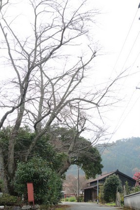 IMG_1733.jpg