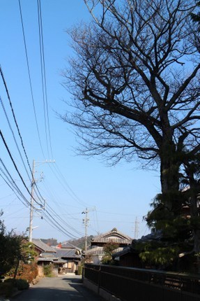 IMG_2771.jpg